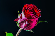 Red Rose 2