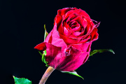 Red Rose 3