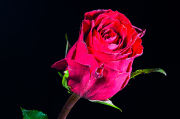 Red Rose 4