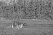 Old Hut 6