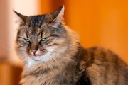 Cats 1