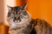 Cats 2