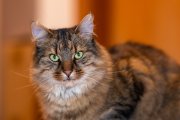 Cats 3