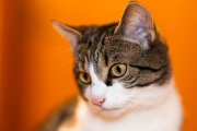 Cats 4