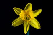 Lent Lily 1