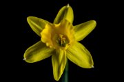 Lent Lily 2