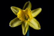 Lent Lily 3