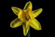 Lent Lily 4