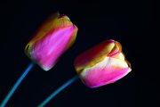 Tulips 1