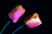 Tulips 2