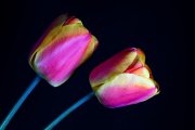 Tulips 3