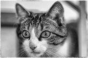 Tomcats 1