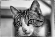 Tomcats 2