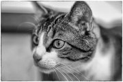 Tomcats 3
