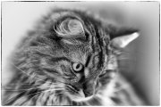 Tomcats 4
