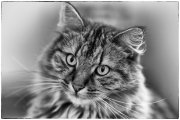 Tomcats 5