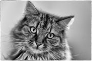 Tomcats 6