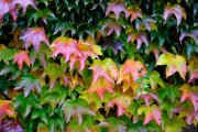 Autumn Leaves 1