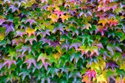 Autumn Leaves 2