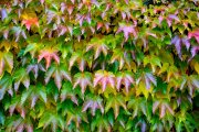 Autumn Leaves 3