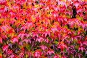 Autumn Leaves 4