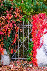 Autumn Leaves 5