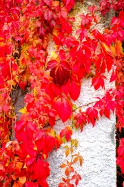 Autumn Leaves 6