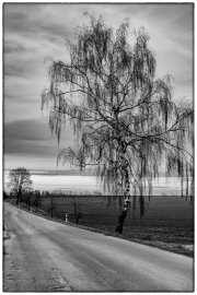 Cloudy Afternoon 5