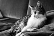 Tomcats 1