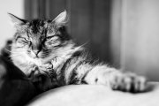 Tomcats 2