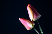Tulips 1