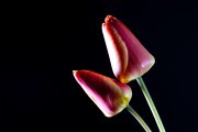 Tulips 2