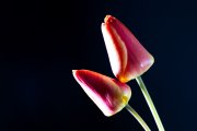 Tulips 3