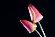 Tulips 4