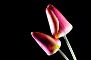 Tulips 5