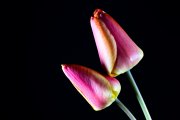 Tulips 6