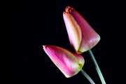 Tulips 7