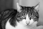 Spock 3
