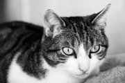 Spock 5