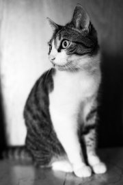 Mr. Spock 3