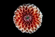 Dahlia 1