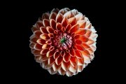 Dahlia 2