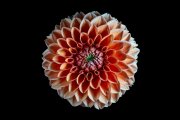 Dahlia 3