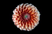 Dahlia 4