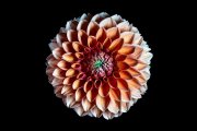 Dahlia 5