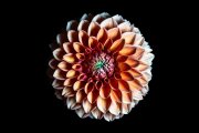 Dahlia 6