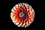 Dahlia 7