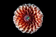 Dahlia 8