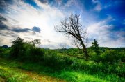 Old Tree 1