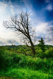 Old Tree 2